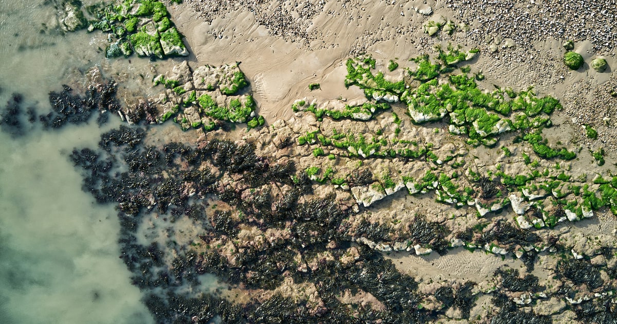 Red seaweed in the ocean — agar agar is extracted from red algae and is 100% plant-derived