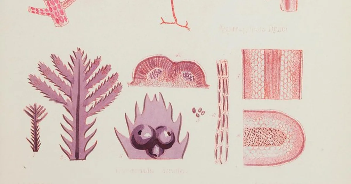 Red seaweed — carrageenan E407 extracted from seaweed, halal status confirmed