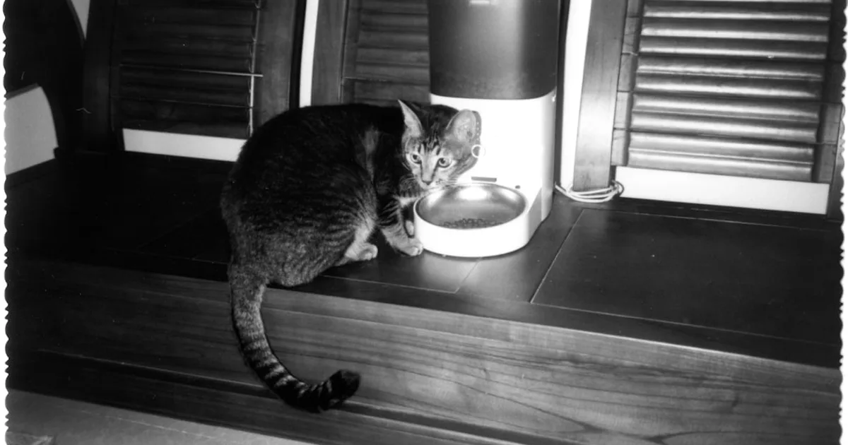 Cat eating from a food bowl — halal status of commercial cat food for Muslim pet owners