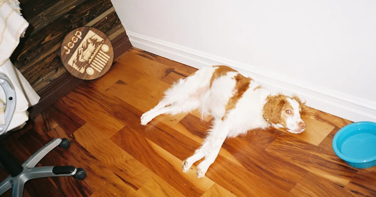 Dog food in a bowl — halal considerations for Muslim dog owners buying commercial dog food