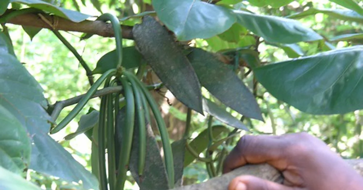 Vanilla extract bottle and vanilla pods — is vanilla extract halal or haram?